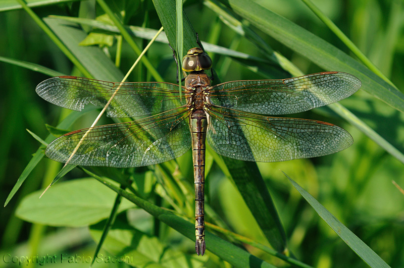 Anax ephippiger femmina